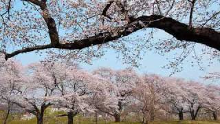 season of cherry.wmv