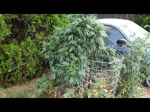 Outdoor Marijuana Victory Garden APR - OCT  AK-47
