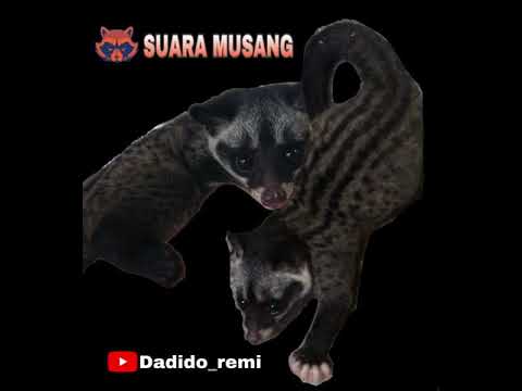 , title : 'PANCINGAN SUARA ANAK MUSANG MEMANGGIL INDUKNYA BUAT BERBURU'