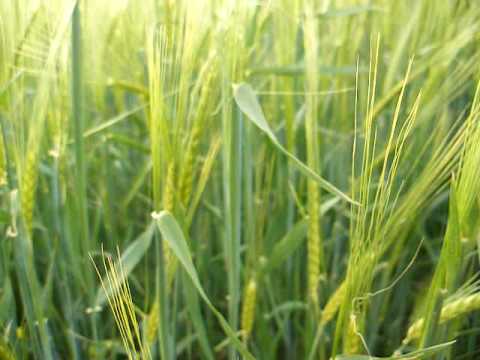 Teso de la mora, Algadefe