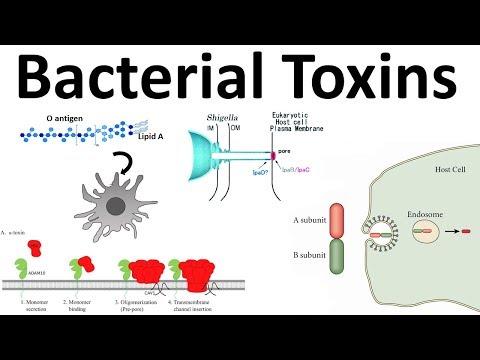 bacterial toxins: Endotoxin and Exotoxins