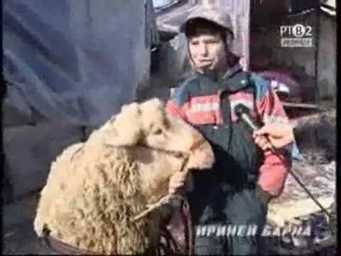 BARAN CAHA SANOČKI -- priloh Heleni KORPAŠ