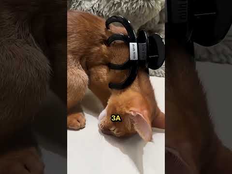 Кошка мгновенно замирает из-за этого зажима!