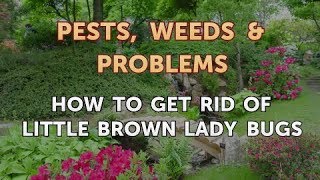 How to Get Rid of Little Brown Lady Bugs