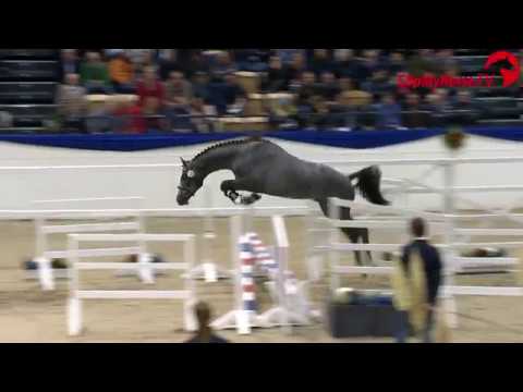 Holsteiner Körung 2019 - Nr. 33 Cahil