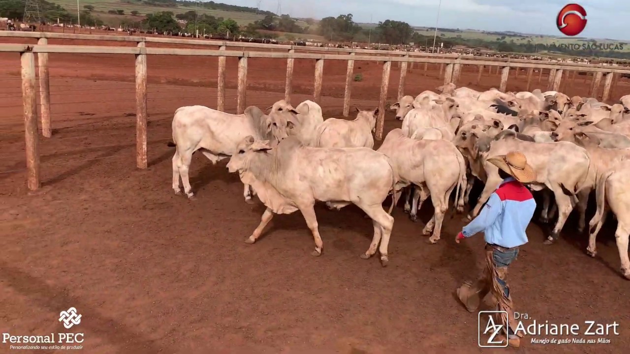 Manejo no curral no Confinamento São Lucas