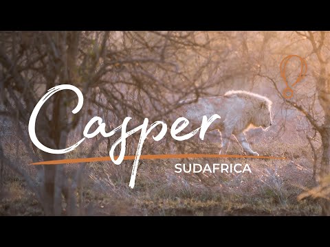 Alla ricerca di CASPER, il LEONE BIANCO! 🦁🤍