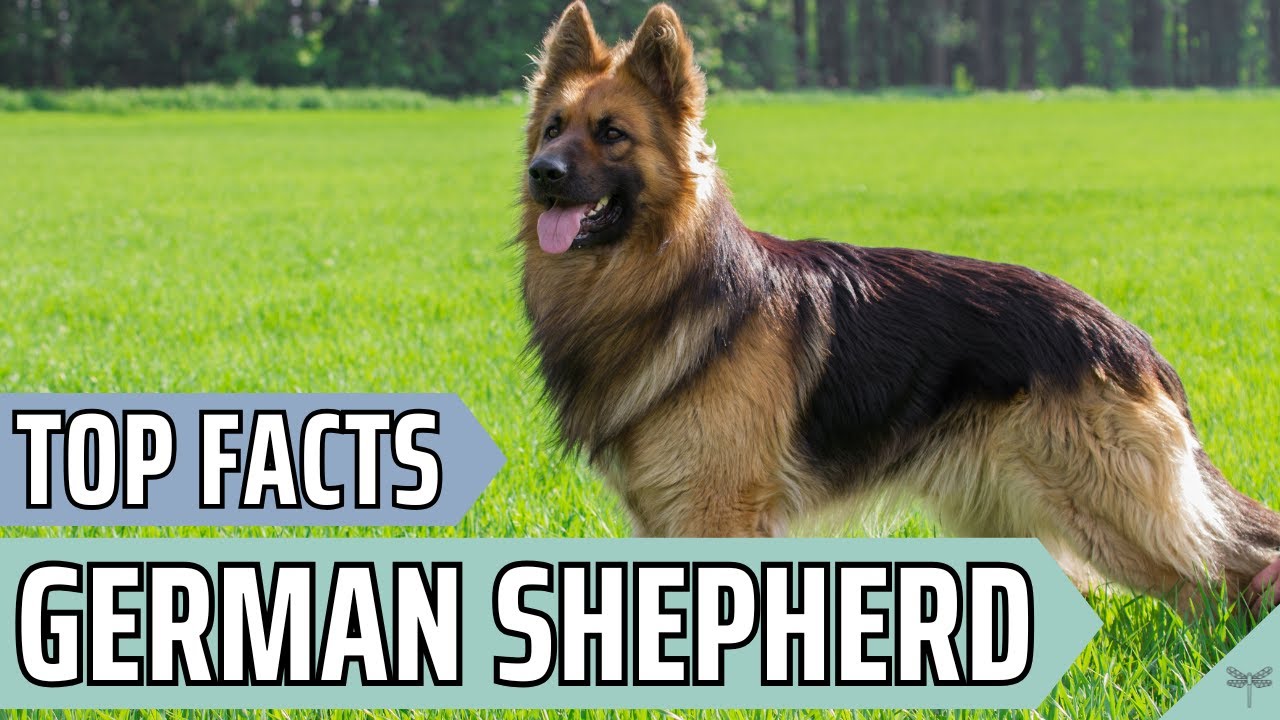 Pros & Cons of Owning a German Shepherd | Video