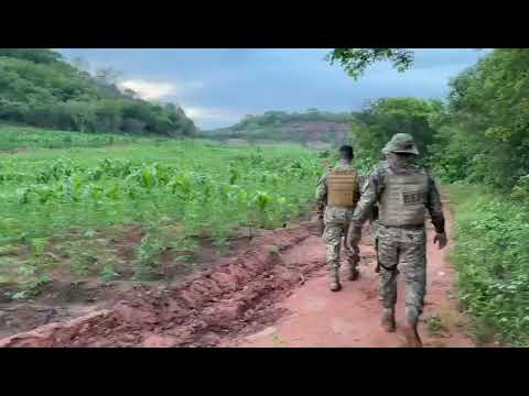 Polícia deflagra operação e localiza plantação com 115 mil pés de maconha em Vera Mendes