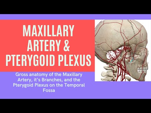 Maxillary Artery, Branches, and Pterygoid Plexus of the Temporal Fossa Anatomy #anatomy