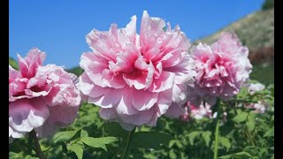 Peonía o Paeonia suffruticosa - Decogarden