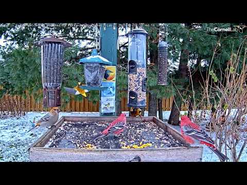Pine Grosbeaks Visit Ontario FeederWatch Cam For First Time This Season – Nov. 16, 2021