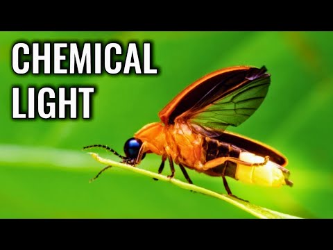 The Dark Secret Behind the Firefly's Beautiful Glow
