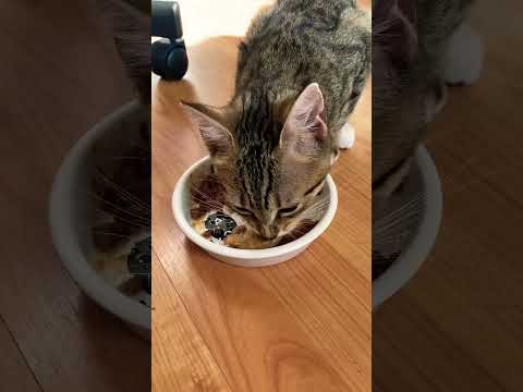 Cat ASMR delicious gourmet jelly tuna