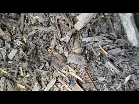 Front Stoop Filled with Pavement Ants in Bayville, NJ