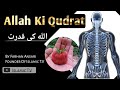 Allah Ki Qudrat Short Clip Status By Islamic T V
