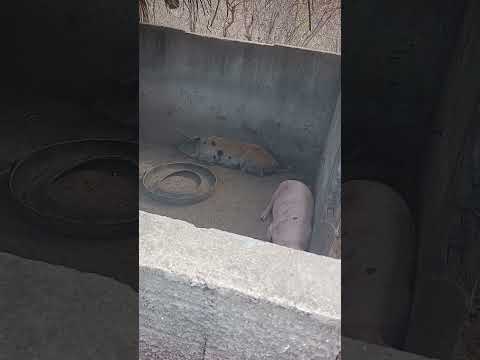 porcos de Riachão Miraíma ceará