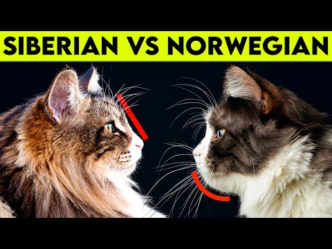 NORWEGIAN Forest Cat Vs SIBERIAN Cat -  What Are Their Differences?