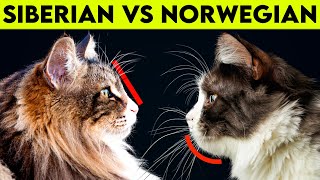 NORWEGIAN Forest Cat Vs SIBERIAN Cat -  What Are Their Differences?