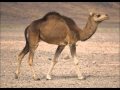 Taste a Camel's Ass