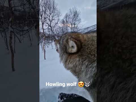 I got the best job ever 😍❤️🐺 #howling #wolf