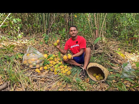 Encontrei no meio das matas um bacurizeiro cheio de frutas maduras (a fruta mais gostosa do mundo)