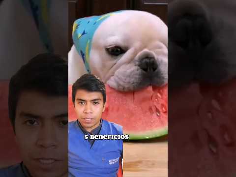 Beneficios de la SANDIA en tu perro 🤩 #animales #veterinaria #vetlife #mascotas