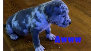 MY BLUE MERLE... Welcome home Hennessy (AMERICAN BULLY) BLUE MERLE