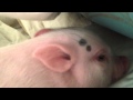Hamlet the Piggy: Bed Hog