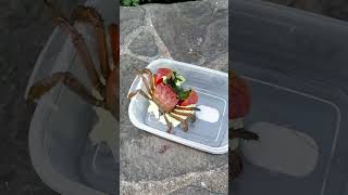 カニ🦀釣り 大成功！