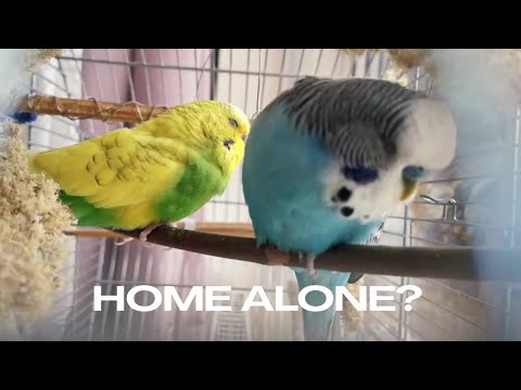 YouTube video about: Where can I leave my bird while on vacation?