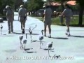 Flamingo Walk At African Lion Safari