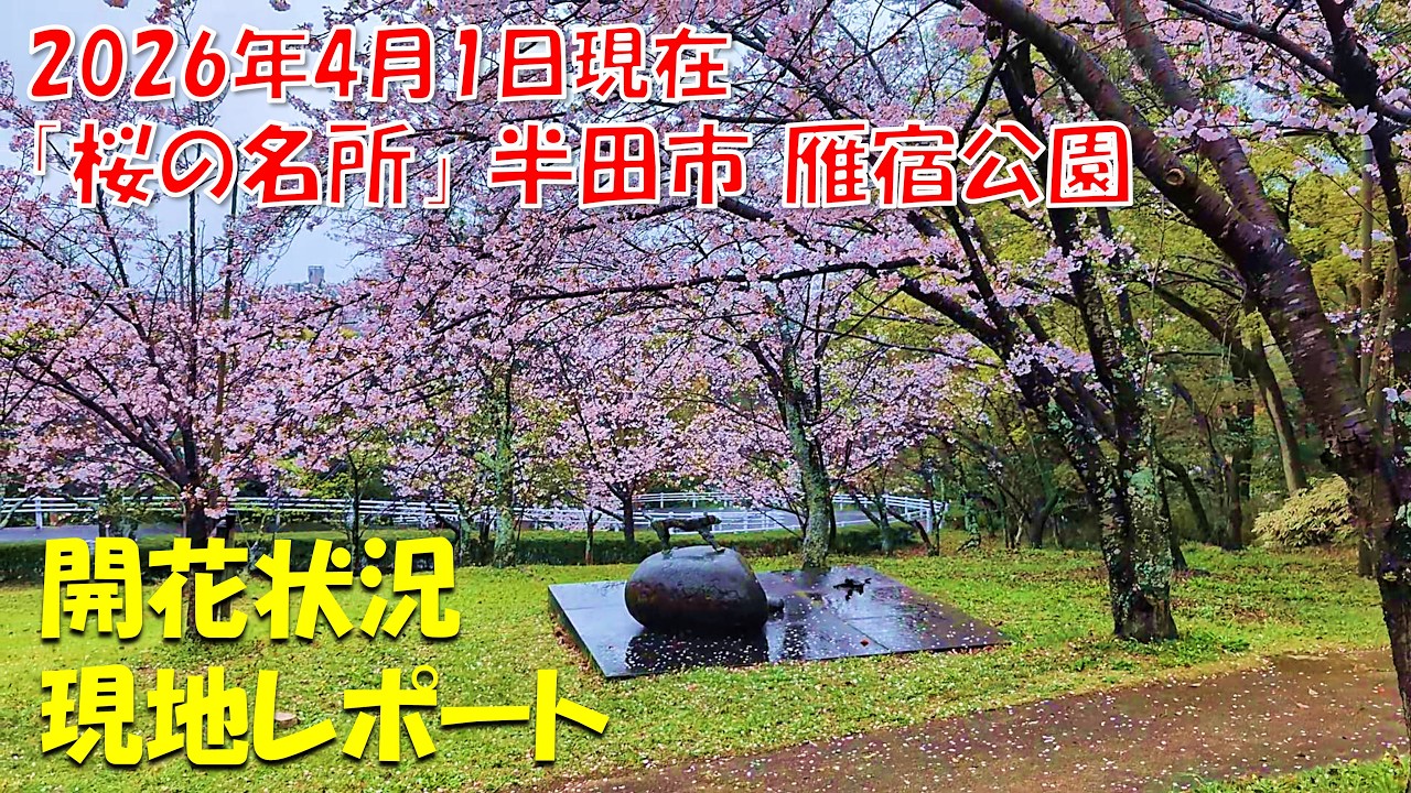 2026.4.1 雁宿公園の桜「現地レポート」