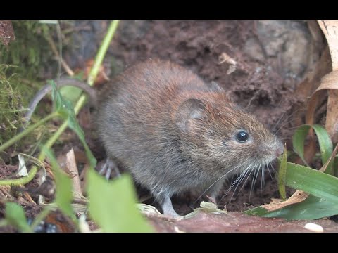 Bank Vole - The British Mammal Guide