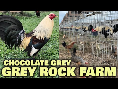 Beautiful Chocolate Grey David Duran Grey Rock Farm | Farm Visit USA