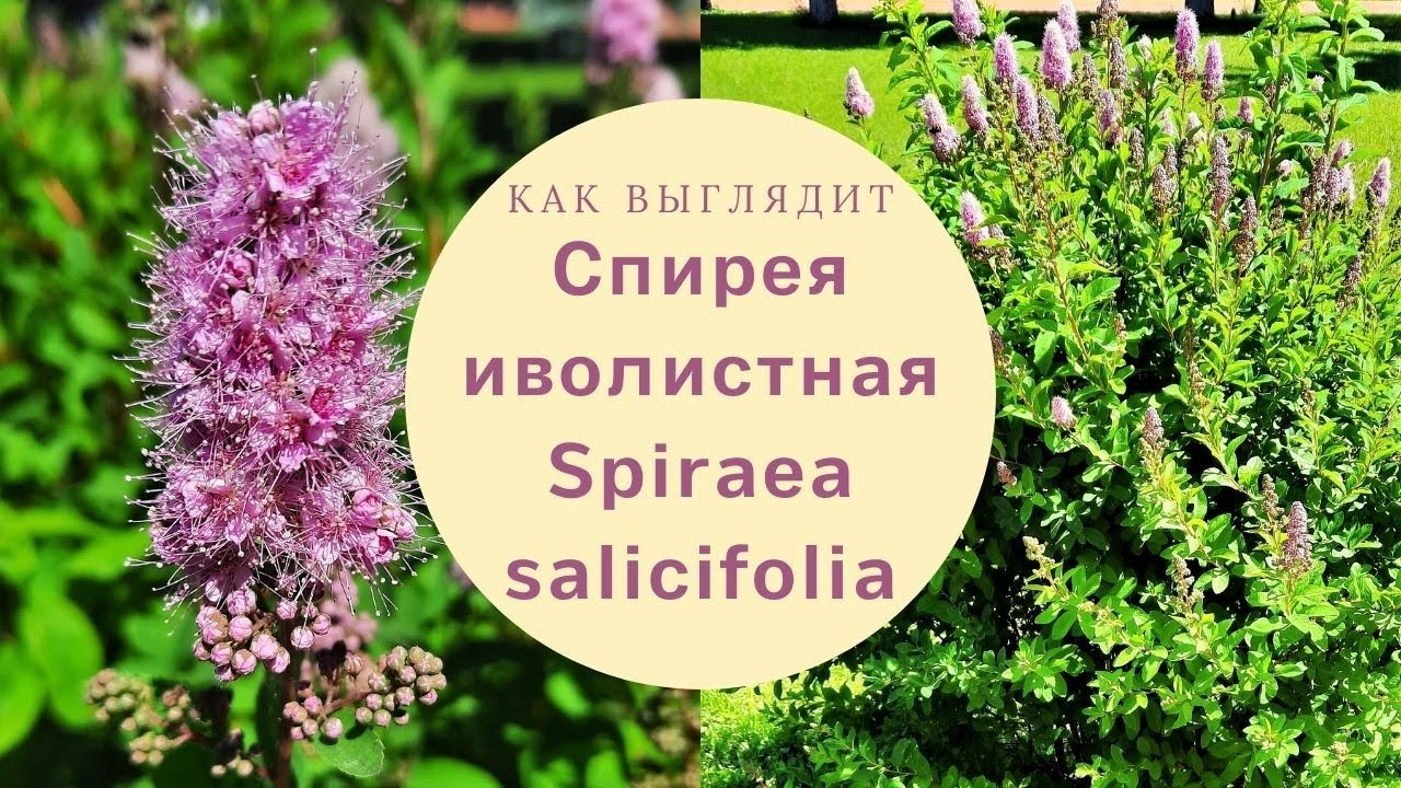 Спирея иволистная/ Spiraea salicifolia/ Spirea