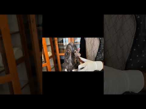 LUNGS | GENERAL FEATURES AND SIDE DETERMINATION | GROSS ANATOMY