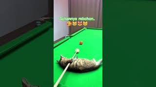 Download lagu Fat Kid #cutecat #cat #funny #shorts #cute #gemoy #cat #comedycat mp3 Download lagu Fat Kid #cutecat #cat #funny #shorts #cute #gemoy #cat #comedycat mp3