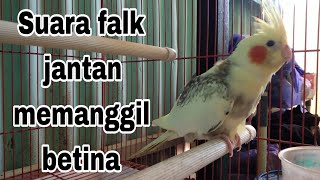 Download lagu suara siulan burung falk australi gacor memanggil betina mp3