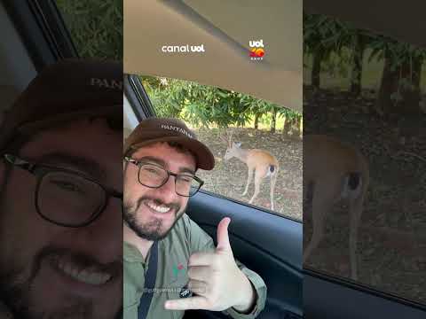 Posando para a foto! Veado-campeiro não perde a chance de sair em selfie no Pantanal