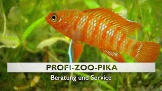 preview picture of video 'Terraristik Teichplanung Aquarienbau Hessen Profi Zoo Pika Friedberg   Dorheim'