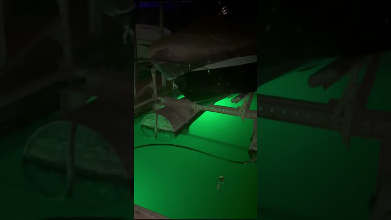 W Catfish!! #catfishing #fishing #bigfishvideos