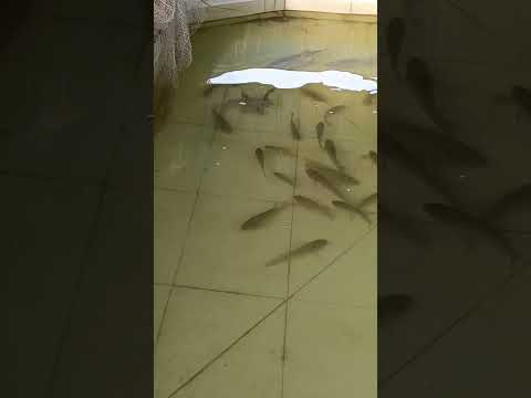 maach gulo koto shanto hoye ache #fpcl #fish