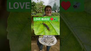 LOVE BUGS! As fascinating as they are annoying! ♥️🪰