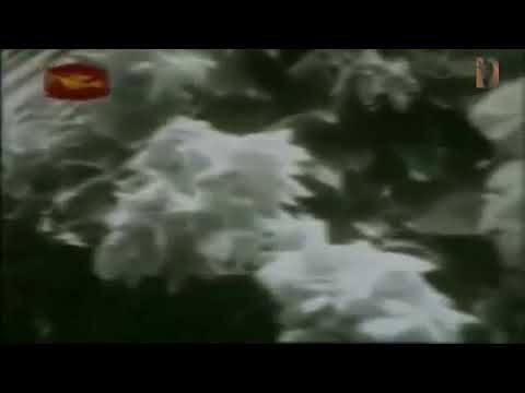 Sal Sapu Na Nil Manel from Movie Sangeetha