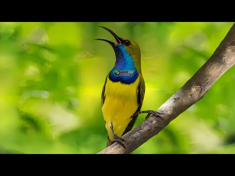 Pure Natural Sunbird Song | Tropical Bird Sounds for Relaxation