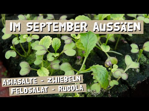 Sowing in September 2020 and other important gardening tasks