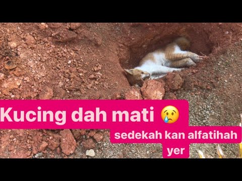 Kucing kita dah mati 😢😭 I video paling sedih 😭😭😭 I ton ton sampai habis