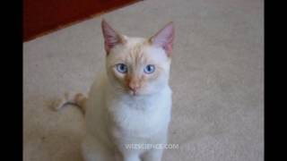 Colorpoint Shorthair Cat