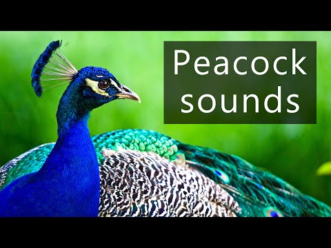 The sounds of Indian peacocks